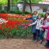 Май - время тюльпанов